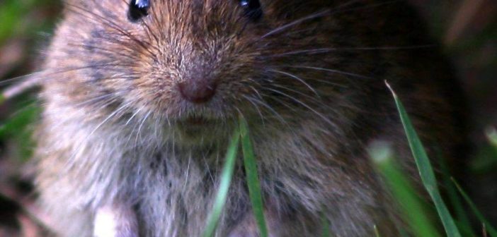 Die Maus: Hauptüberträger des Hanta-Virus (Foto: © Samy13 / PIXELIO)