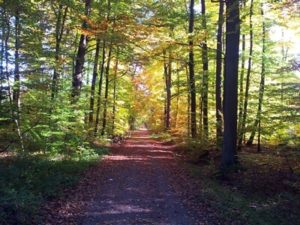 Waldweg im Herbst (Foto: ©DHU, Carina Lenfers)