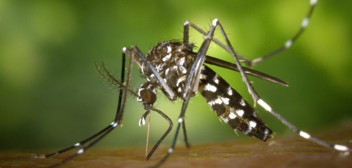 Die Asiatische Tigermücke: Das sollten Sie über sie wissen!